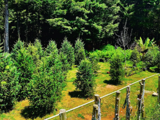 Renta de Arbol de Navidad CDMX en Maceta 2, 2.5 y 3 metros - Navidad Sustentable con AAAMAC 2025