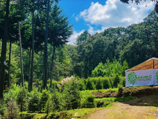 Renta de Árbol de Navidad en Maceta CDMX - ¡Elige tu tamaño! Navidad Ecológica y Entrega a Domicilio