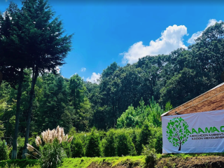 Renta de Árbol de Navidad en Maceta CDMX - ¡Elige tu tamaño! Navidad Ecológica y Entrega a Domicilio