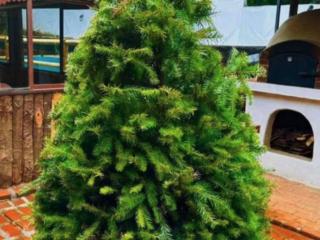 Renta de Árbol de Navidad en Maceta CDMX - ¡Elige tu tamaño! Navidad Ecológica y Entrega a Domicilio