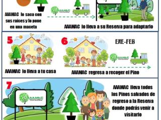 Renta de Árbol de Navidad en Maceta CDMX - ¡Elige tu tamaño! Navidad Ecológica y Entrega a Domicilio