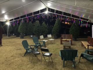 Renta de Árbol de Navidad en Maceta CDMX - ¡Elige tu tamaño! Navidad Ecológica y Entrega a Domicilio