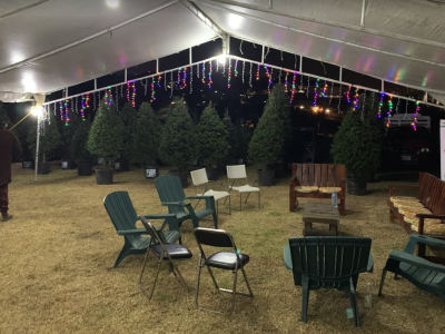 Renta de Árbol de Navidad en Maceta CDMX - ¡Elige tu tamaño! Navidad Ecológica y Entrega a Domicilio