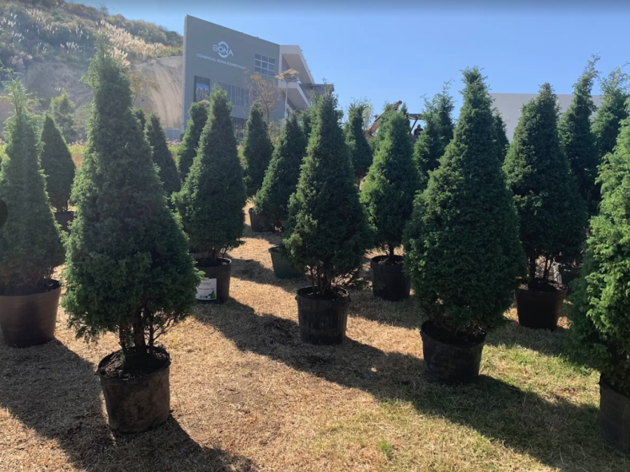 Renta de Árbol de Navidad en Maceta CDMX - ¡Elige tu tamaño! Navidad Ecológica y Entrega a Domicilio