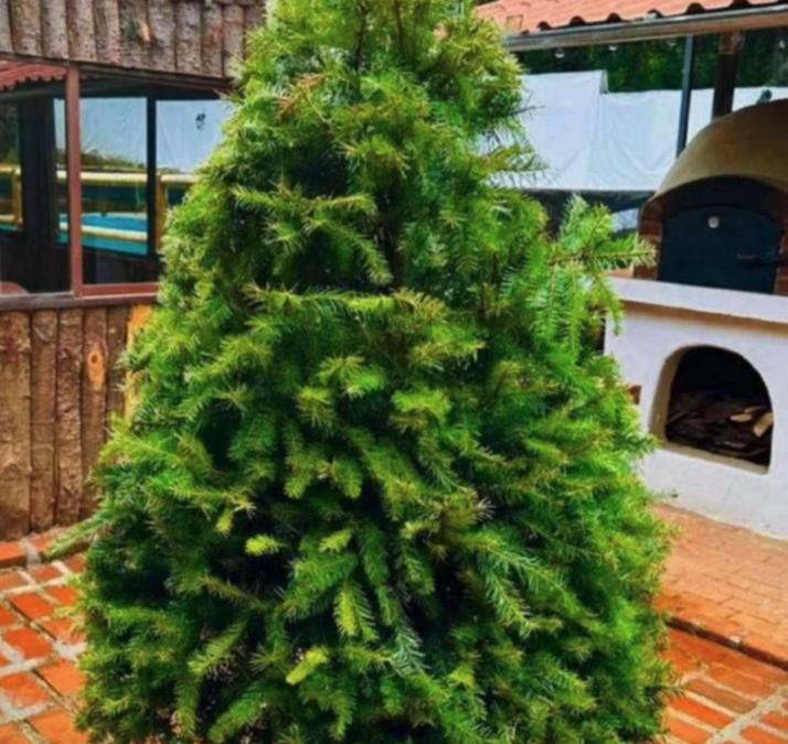Renta de Árbol de Navidad en Maceta CDMX - ¡Elige tu tamaño! Navidad Ecológica y Entrega a Domicilio