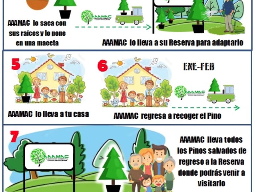 Renta de Árbol de Navidad en Maceta CDMX - ¡Elige tu tamaño! Navidad Ecológica y Entrega a Domicilio