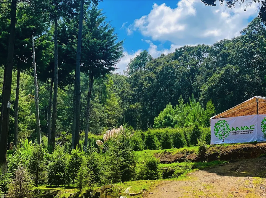 Renta de Árbol de Navidad en Maceta CDMX - ¡Elige tu tamaño! Navidad Ecológica y Entrega a Domicilio