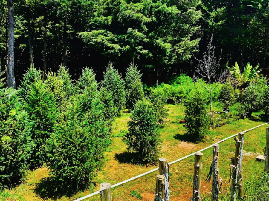 Renta de Árbol de Navidad en Maceta CDMX - ¡Elige tu tamaño! Navidad Ecológica y Entrega a Domicilio