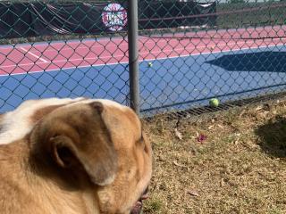 TENNIS LIFE - Cancha de tenis tepepan